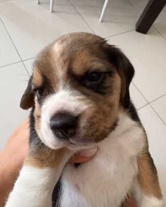 Beagle