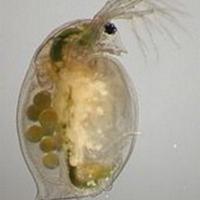 Daphnie, daphnia, dafnie, dafnie per acquario