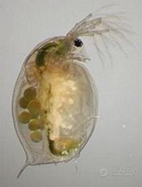 Daphnie, daphnia, dafnie, dafnie per acquario