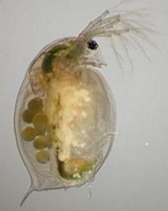 Daphnie, daphnia, dafnie, dafnie per acquario