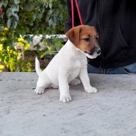 Jack Russell Terrier Broken cucciolo femmina