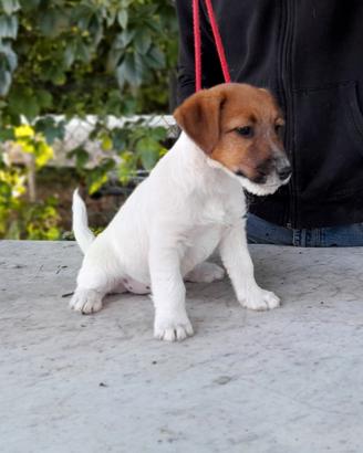 Jack Russell Terrier Broken cucciolo femmina