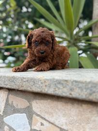 Barboncino mini toy