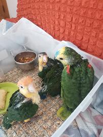 caicco
