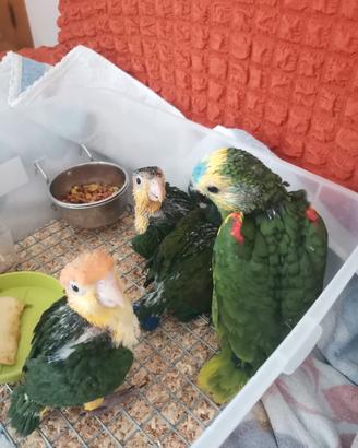 caicco