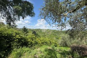 TER. RESIDENZIALE A MORLUPO