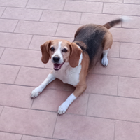 Beagle femmina