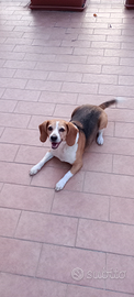 Beagle femmina