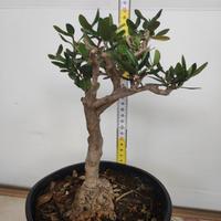Ulivo prebonsai U21