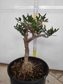 Ulivo prebonsai U21