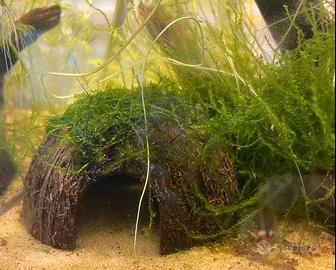 PIANTE VERE PER ACQUARIO