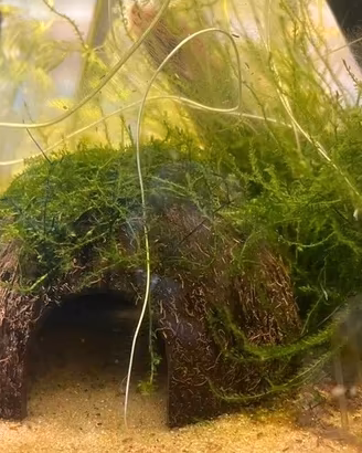 PIANTE VERE PER ACQUARIO