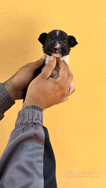 Topolini di pincher chihuahua toy