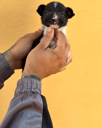Topolini di pincher chihuahua toy
