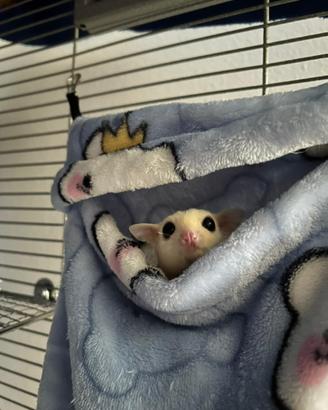 Petauri dello zucchero + gabbia + cibo + giochi