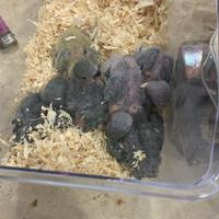 Inseparabili da imbecco