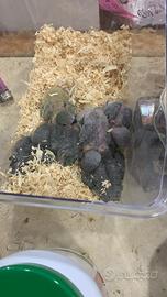 Inseparabili da imbecco