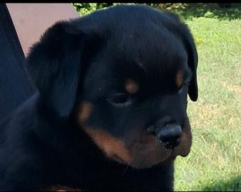 Rottweiler cucciola