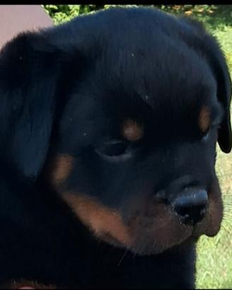 Rottweiler cucciola