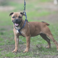 Cuccioli di Staffordshire bull terrier