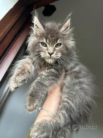 Maine Coon blue silver