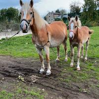 Cavalla haflinger