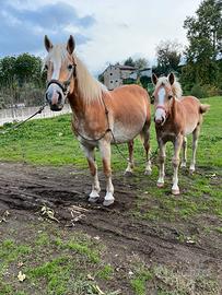 Cavalla haflinger