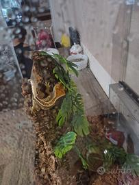 Geco ciliatus