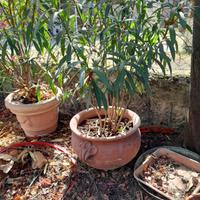 Piante da giardino