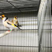 Coppia mutata e portatore