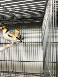 Coppia mutata e portatore