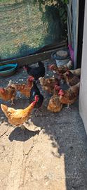 Galline ovaiole