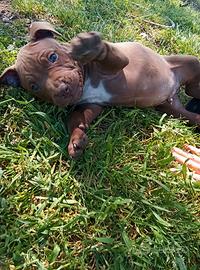 Cuccioli American Pitbull Terrier