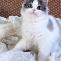 Cucciola di persiani normotipici FEMMINA