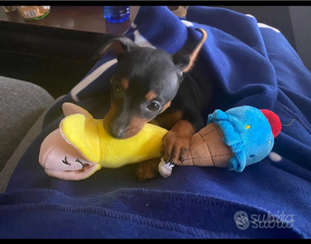 Pincher toy 3 medico e mezzo