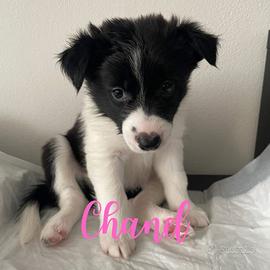 Cuccioli di Border Collie