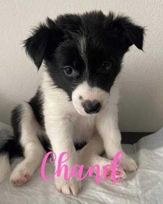Cuccioli di Border Collie