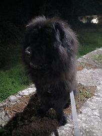 Ciao sono leo chow chow