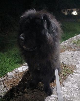 Ciao sono leo chow chow
