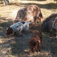 Cuccioli Bracco Lagotto