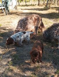Cuccioli Bracco Lagotto