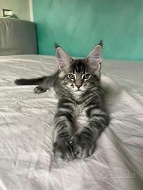 Maine coon kitten