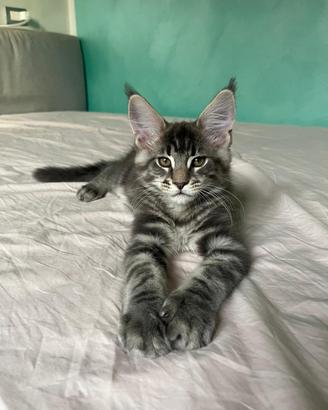 Maine coon kitten
