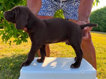 Cucciolo di cane tedesco con pedigree