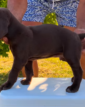 Cucciolo di cane tedesco con pedigree