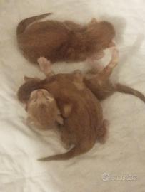 Cuccioli di Maine Coon