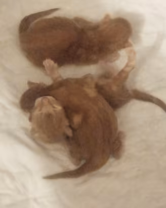 Cuccioli di Maine Coon