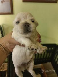 maltipoo🩷🩷nate il 27 luglio 