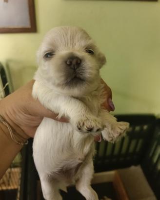 maltipoo🩷🩷nate il 27 luglio 