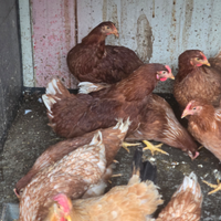 Galline